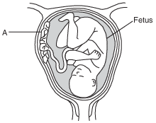 reproduction and development, human female reproductive system fig: lenv12015-exam_g12.png